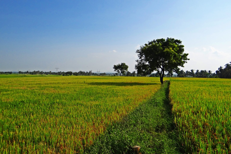 rice-fields-204128_960_720